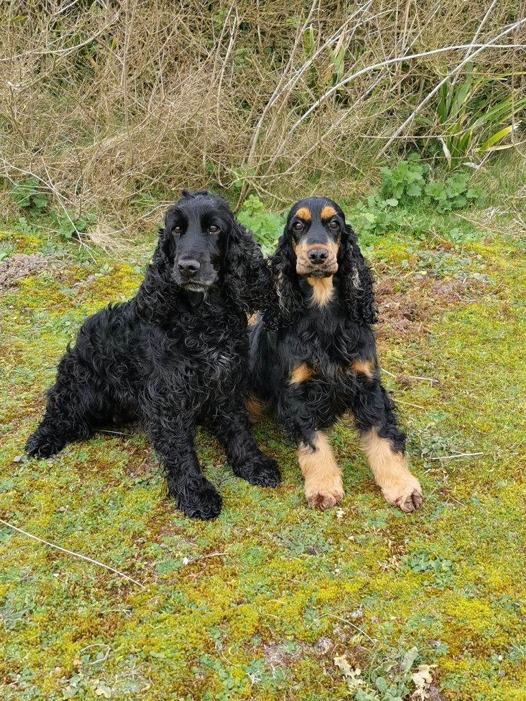 Du Bas Bocage - 2ème field de printemps 2020 : Treflez