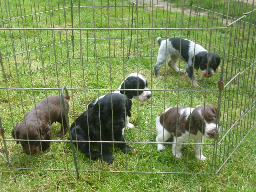 Du Bas Bocage - Cocker Spaniel Anglais - Portée née le 19/03/2018