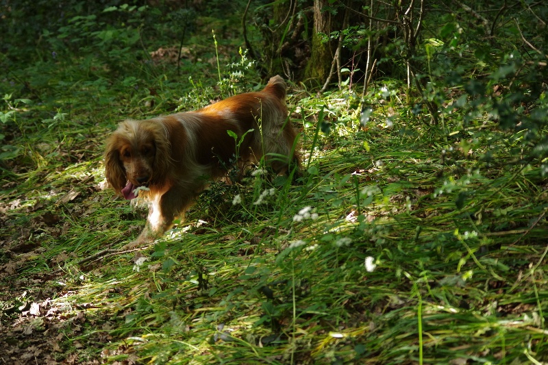Iago Du Bas Bocage