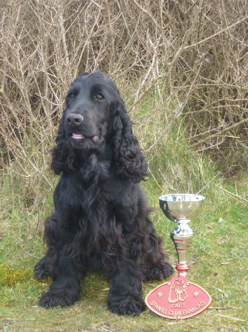 Du Bas Bocage - Indiana championne de travail